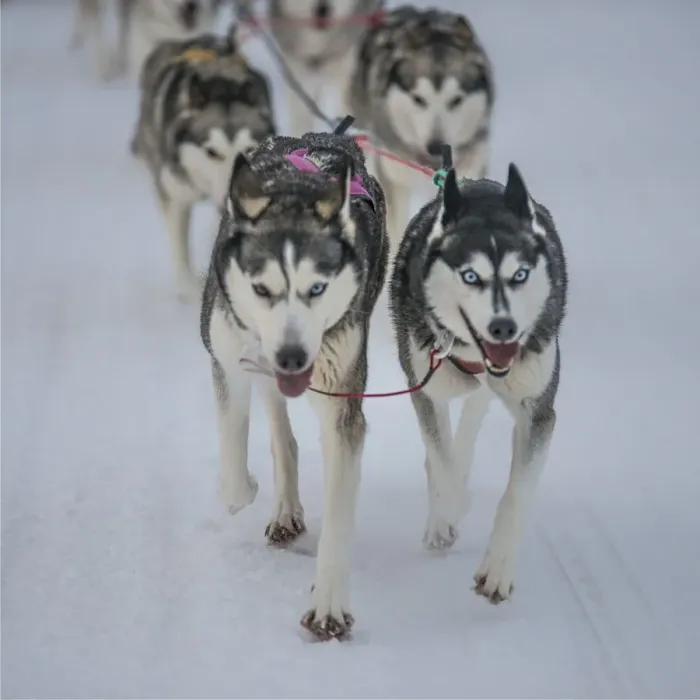 Framed Print : Siberian Huskies in a dog sled team, Lassbyn, Lapland, Sweden Framed Print : Siberian Huskies in a dog sled team, Lassbyn, Lapland, Sweden