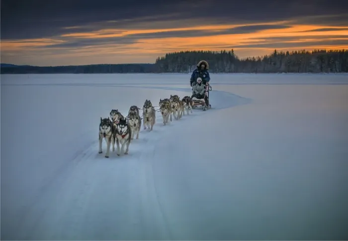 Framed Print : Siberian Huskies in a dog sled team at Lassbyn, Lapland, Sweden Framed Print : Siberian Huskies in a dog sled team at Lassbyn, Lapland, Sweden