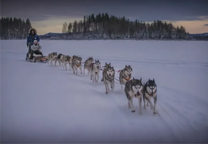 Framed Print : Siberian Huskies in a dog sled team at Lassbyn, Lapland, Sweden