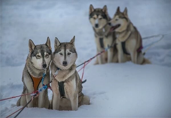 Siberian Huskies in a dog sled team, Lassbyn, Lapland, Sweden