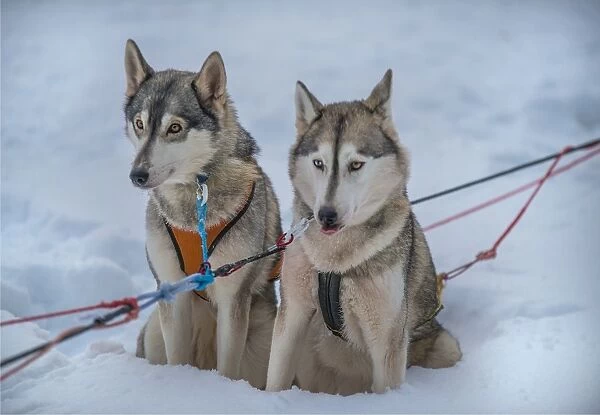 Siberian Huskies in a dog sled team, Lassbyn, Lapland, Sweden