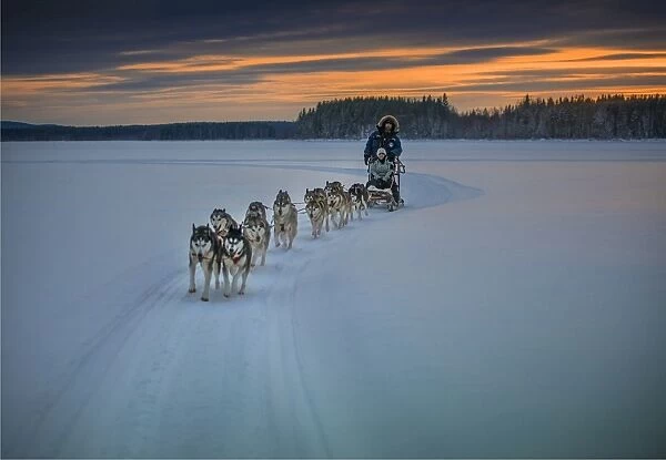 Siberian Huskies in a dog sled team at Lassbyn, Lapland, Sweden