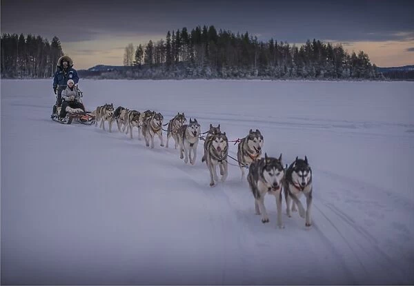 Siberian Huskies in a dog sled team at Lassbyn, Lapland, Sweden