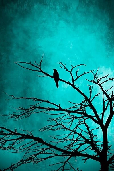 Silhouette of a bird in a tree