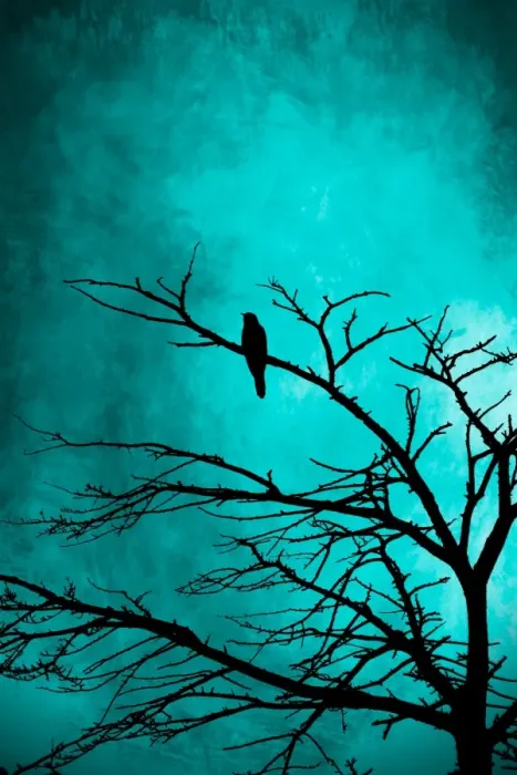 Framed Print : Silhouette of a bird in a tree