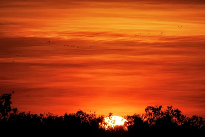 Framed Print : Silhouette of birds flying against orange sky Framed Print : Silhouette of birds flying against orange sky