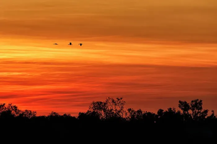 Framed Print : Silhouette of birds flying against orange sky Framed Print : Silhouette of birds flying against orange sky
