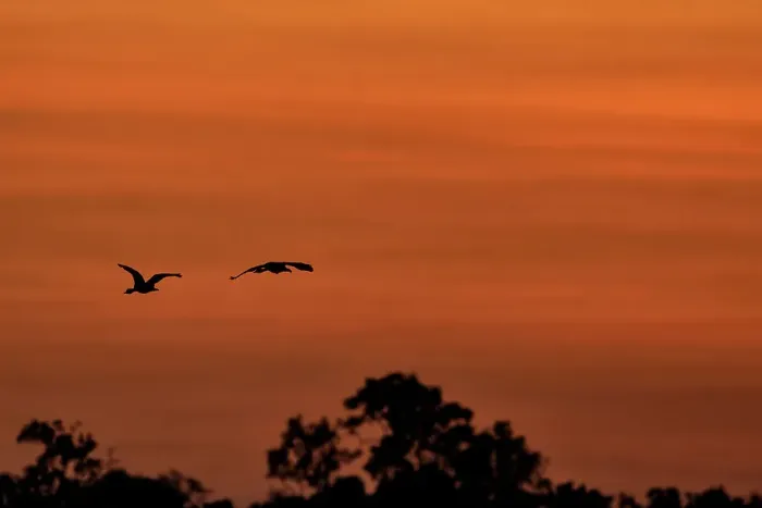 Framed Print : Silhouette of birds flying against orange sky