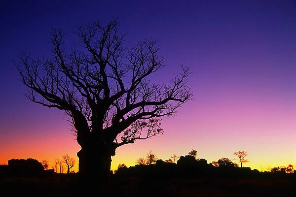 Silhouette of Boab tree at dawn, Kimberley
