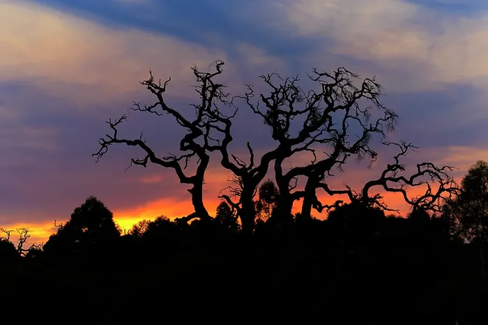 Framed Print : Silhouette of a dead tree in front of a colourful sunset