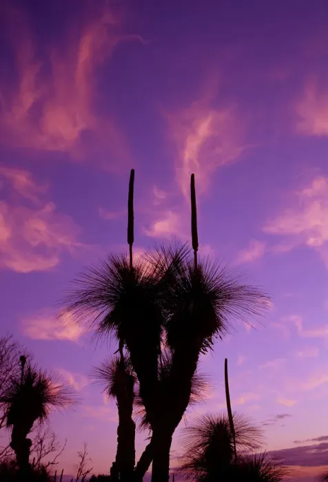 Framed Print : Silhouette of grass trees (Xanthorrea spp), low angle view, sunset Framed Print : Silhouette of grass trees (Xanthorrea spp), low angle view, sunset