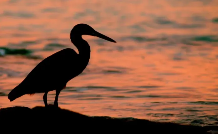 Framed Print : Silhouette of heron on Great Barrier Reef Framed Print : Silhouette of heron on Great Barrier Reef