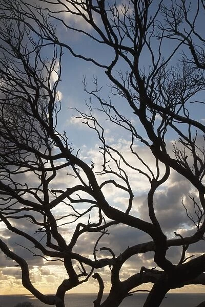Silhouette Of A Tree Along The Coast At Sunrise; Dunsborough West Australia Australia