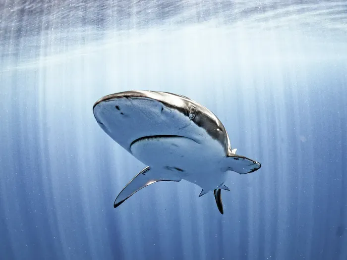 Framed Print : Silky Sharks