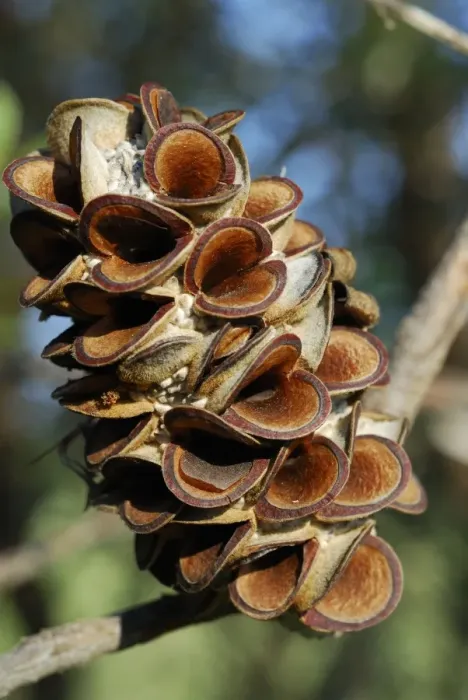 Framed Print : Silver Banksia Seed Head Framed Print : Silver Banksia Seed Head
