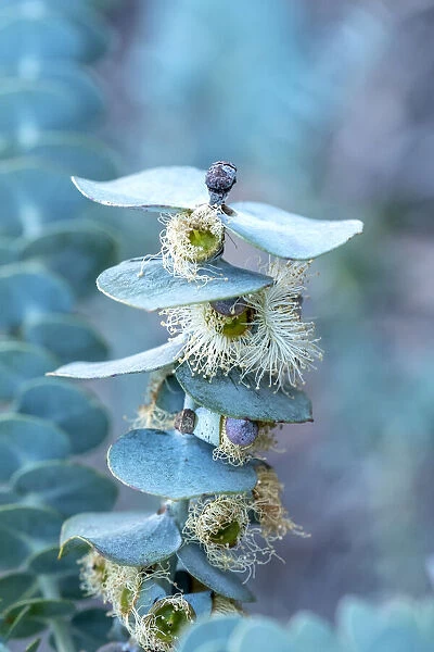 Silver Dollar Eucalyptus tree, Eucalyptus cinerea in flower