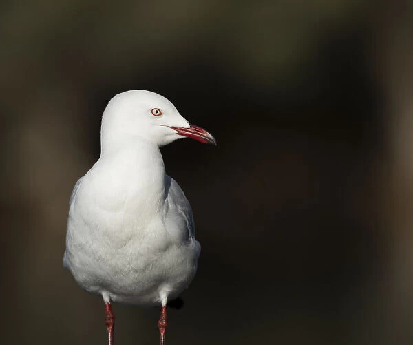 Gull. The silver gull (Chroicocephalus novaehollandiae) is the most common