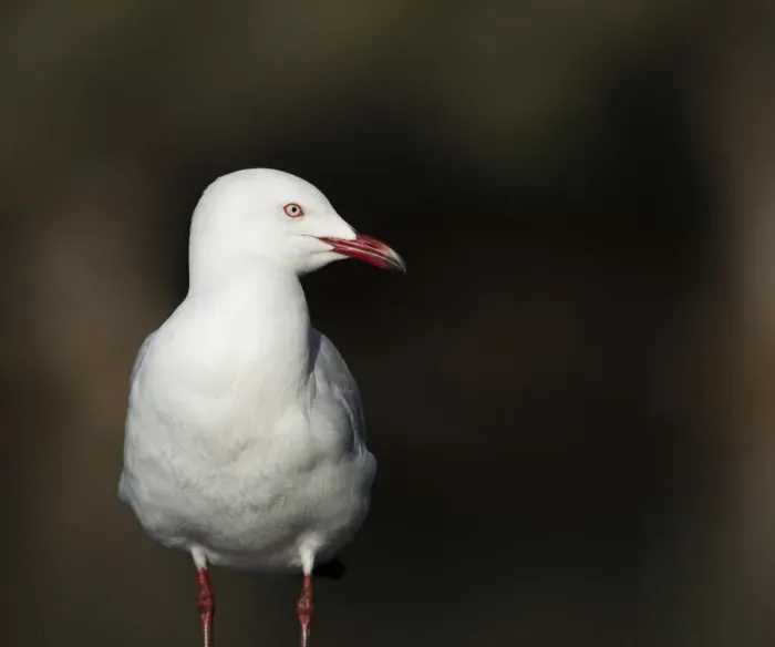Framed Print : Gull. The silver gull (Chroicocephalus novaehollandiae) is the most common Framed Print : Gull. The silver gull (Chroicocephalus novaehollandiae) is the most common