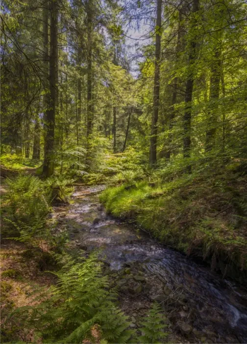Framed Print : Simonsbath Forest Framed Print : Simonsbath Forest