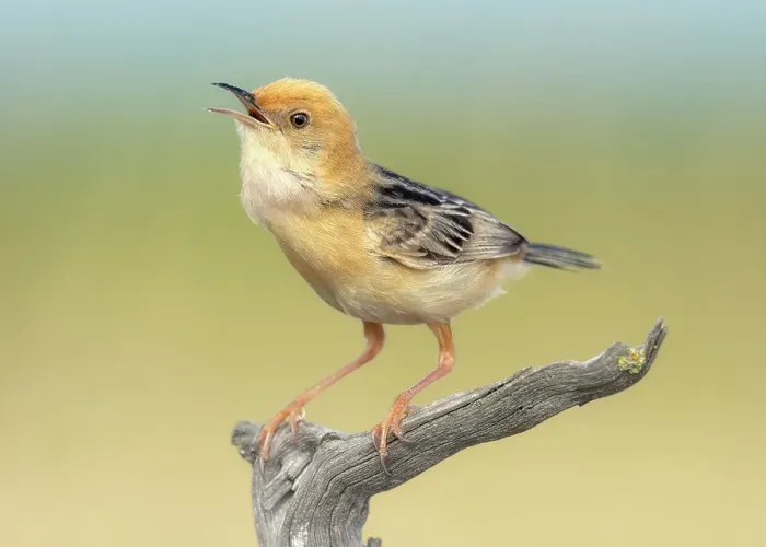 Framed Print : A singing golden headed cisticola (Cisticola exilis) on a gnarled wood perch with soft bokeh background