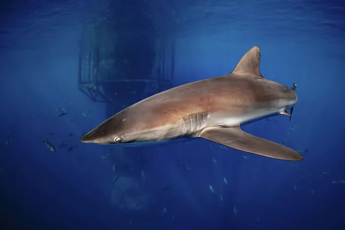 Framed Print : Single Silky Shark