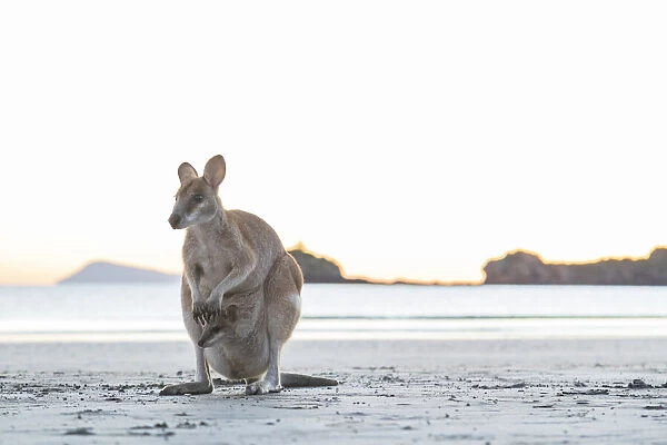 Single Wild Australian Kangaroo ( rock wallaby) with a baby in its pouch on the beach at