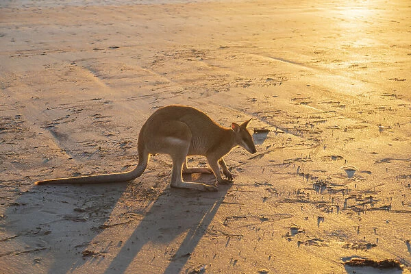 Single Wild Australian Kangaroo ( rock wallaby) on the beach at sunrise