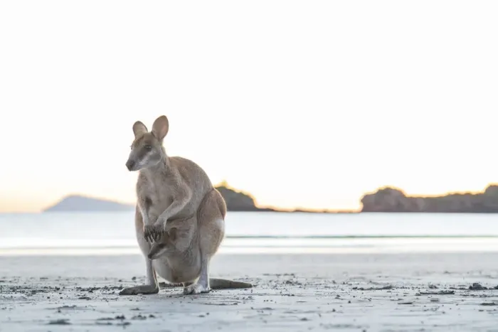 Framed Print : Single Wild Australian Kangaroo ( rock wallaby) with a baby in its pouch on the beach Framed Print : Single Wild Australian Kangaroo ( rock wallaby) with a baby in its pouch on the beach
