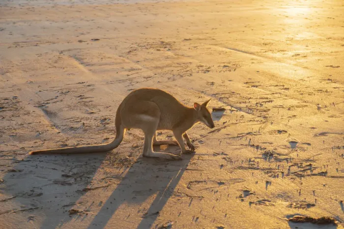 Framed Print : Single Wild Australian Kangaroo ( rock wallaby) on the beach at sunrise Framed Print : Single Wild Australian Kangaroo ( rock wallaby) on the beach at sunrise