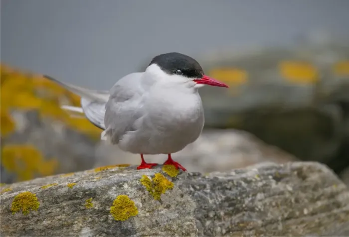 Framed Print : Sitting Tern, shetland Island, Scotland Framed Print : Sitting Tern, shetland Island, Scotland