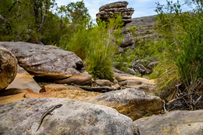 Framed Print : Skink in Wonderland Range, Grampians National Park, Victoria Framed Print : Skink in Wonderland Range, Grampians National Park, Victoria