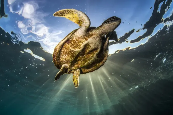 Framed Print : Skinny turtle