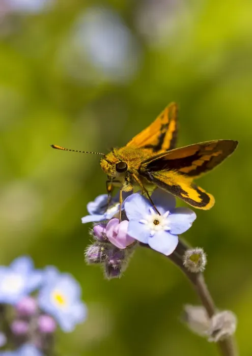 Framed Print : Skipper Butterfly perched on a Forget-me-not flower