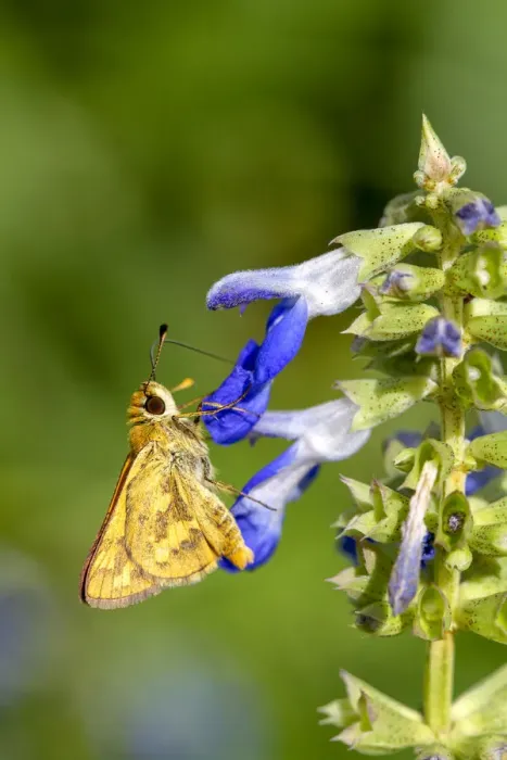Framed Print : Skipper butterfly on a Salvia flower Framed Print : Skipper butterfly on a Salvia flower