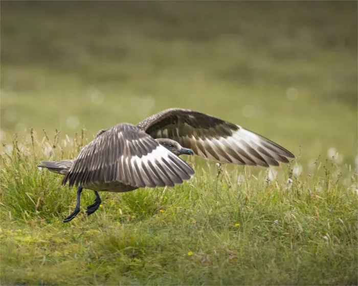 Framed Print : Skua taking off, Shetland Islands, Scotland Framed Print : Skua taking off, Shetland Islands, Scotland