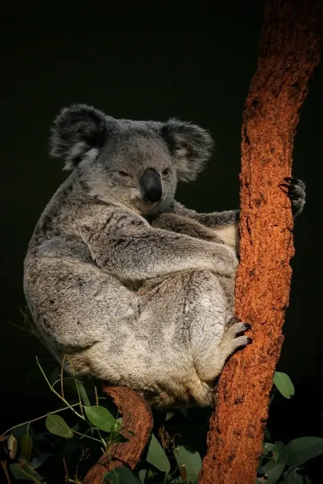 Framed Print : Sleeping koala Framed Print : Sleeping koala