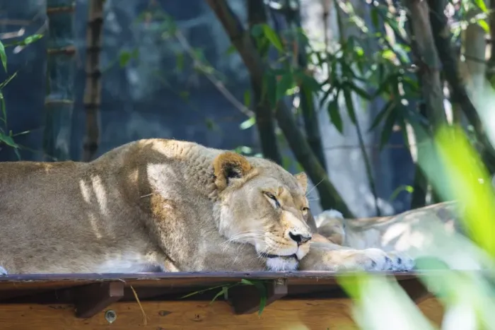 Framed Print : Sleeping Lion Framed Print : Sleeping Lion