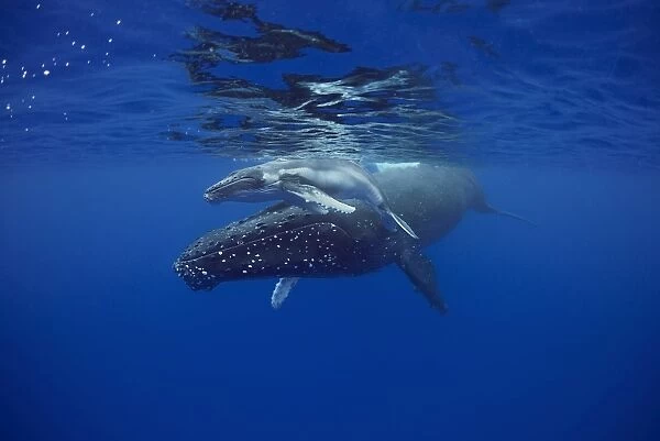 Sleeping mother and calf humpback whales
