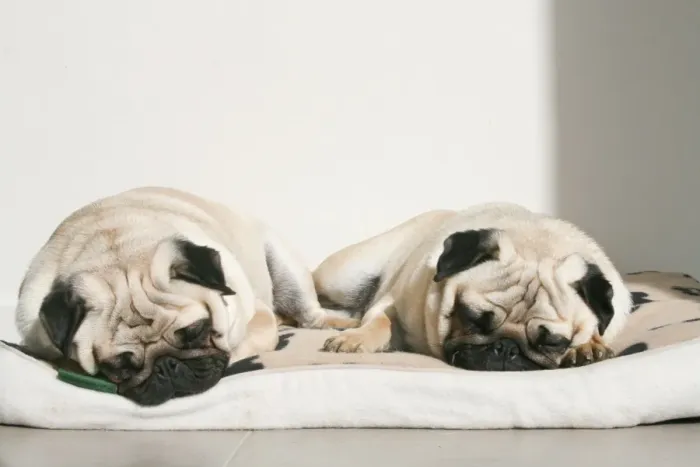 Framed Print : Sleeping pug dogs Framed Print : Sleeping pug dogs