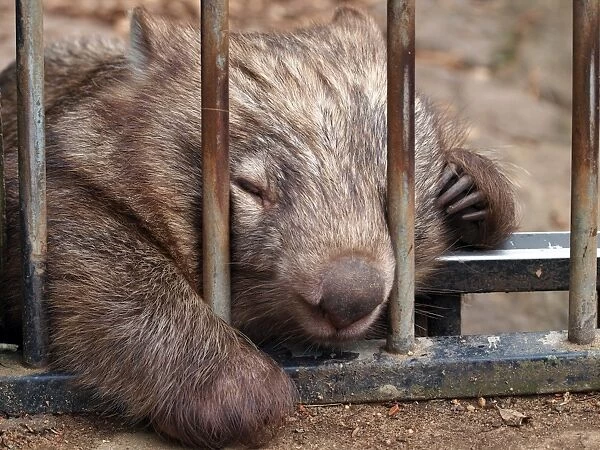Sleeping Wombat