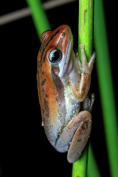 Slender Tree Frog - Litoria adelaidensis