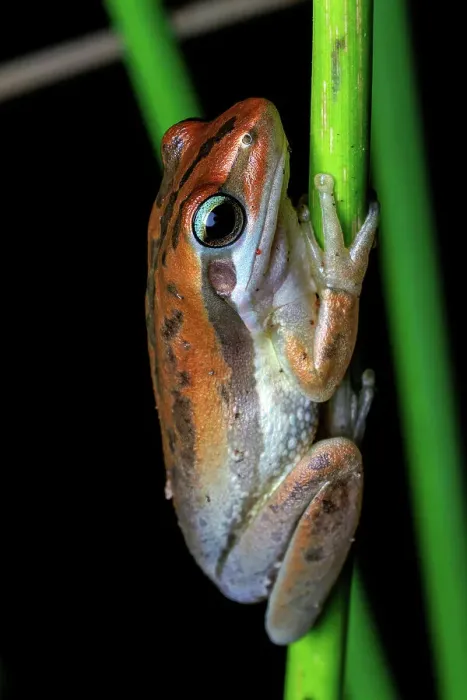 Framed Print : Slender Tree Frog - Litoria adelaidensis Framed Print : Slender Tree Frog - Litoria adelaidensis