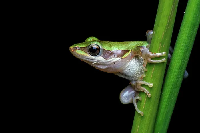 Framed Print : Slender Tree Frog - Litoria adelaidensis Framed Print : Slender Tree Frog - Litoria adelaidensis