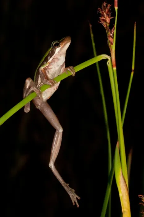 Framed Print : Slender Treefrog, Canning Dam