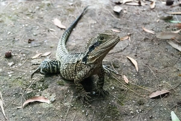 Small Australian Lizard