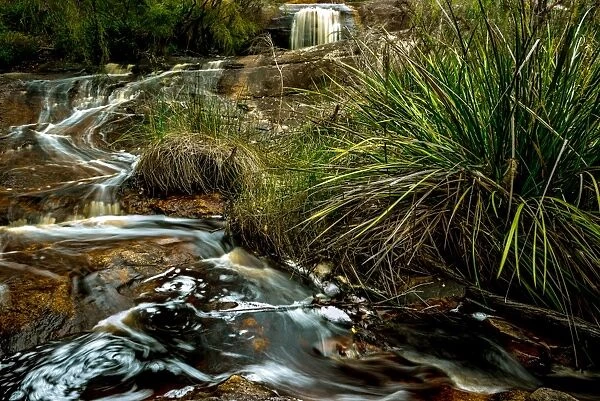Small Creek in Karri Forest