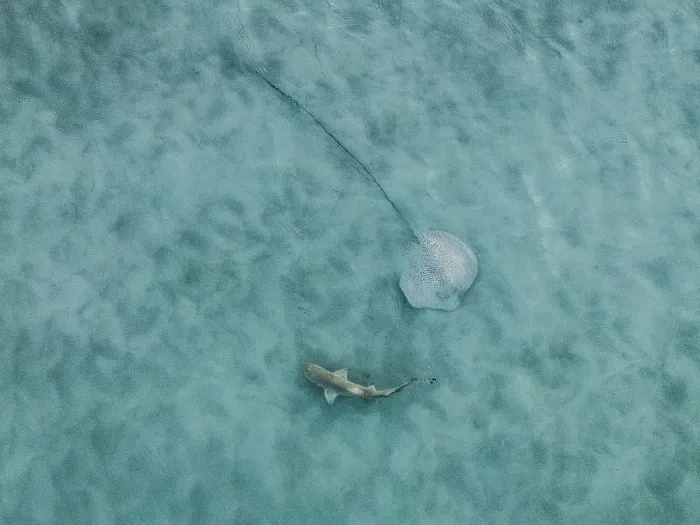 Framed Print : Small shark and a ray in the estuary of Willie Creek photographed from a drone point of view, The Kimberley, Western Australia, Australia Framed Print : Small shark and a ray in the estuary of Willie Creek photographed from a drone point of view, The Kimberley, Western Australia, Australia
