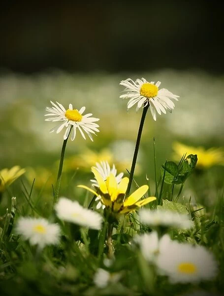 Two small white lawn daisies