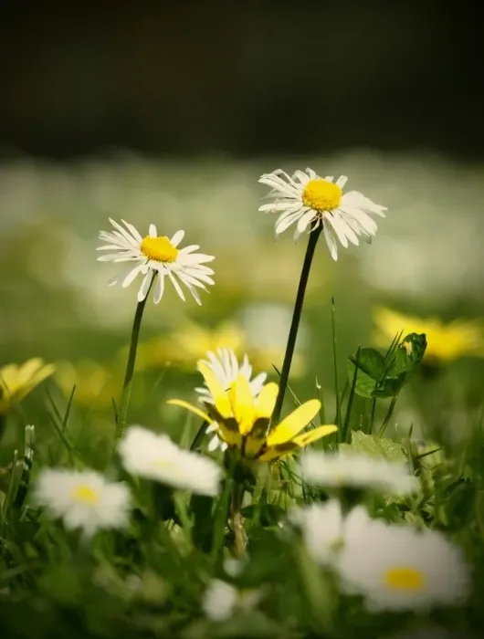 Framed Print : Two small white lawn daisies Framed Print : Two small white lawn daisies