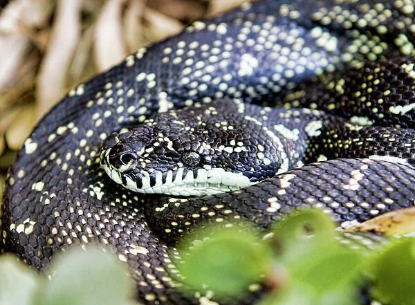 Snakes. Australian Views Animals: Reptiles: Snakes